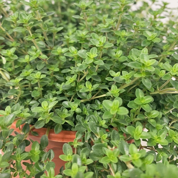Thyme 百里香 (Thymus Vulgaris)