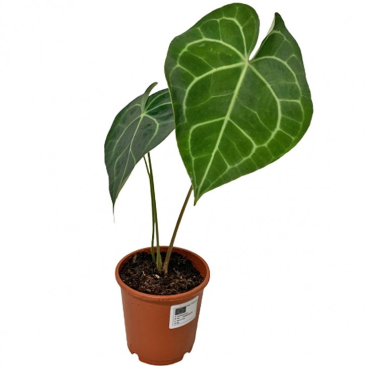Anthurium Clarinervium (HOLLAND)
