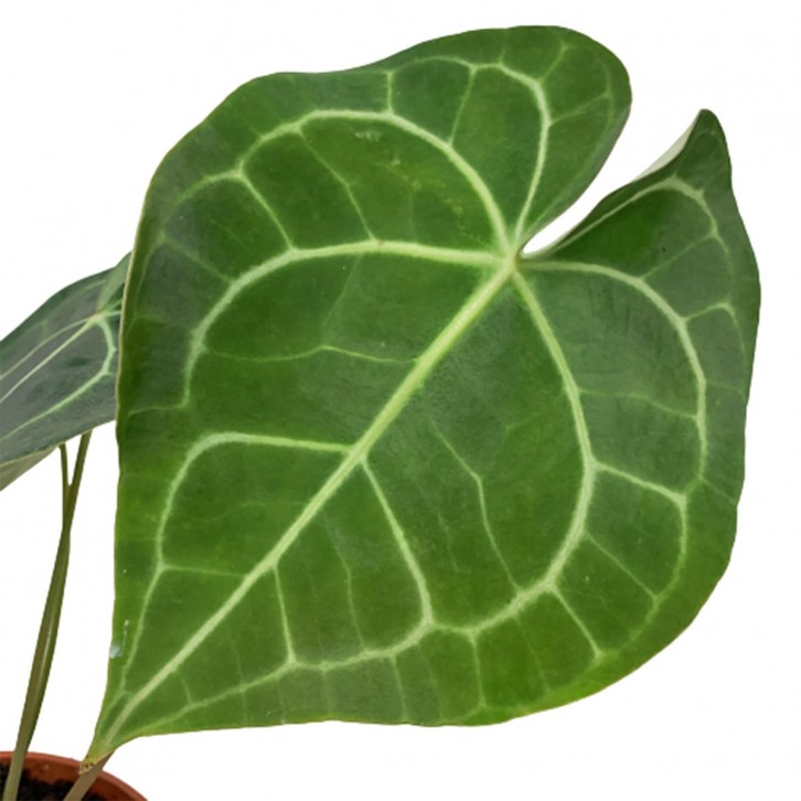 Anthurium Clarinervium (3024)