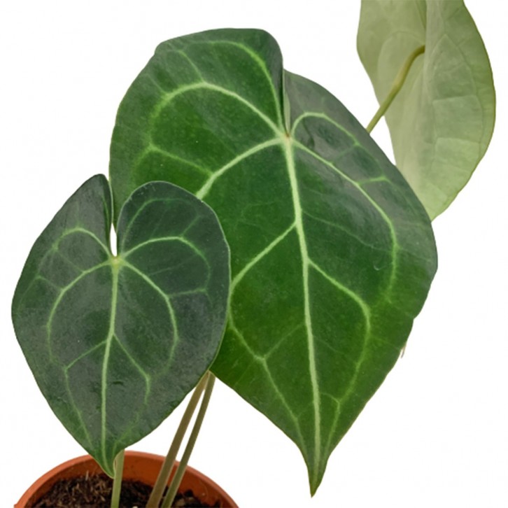 Anthurium Clarinervium (HOLLAND)