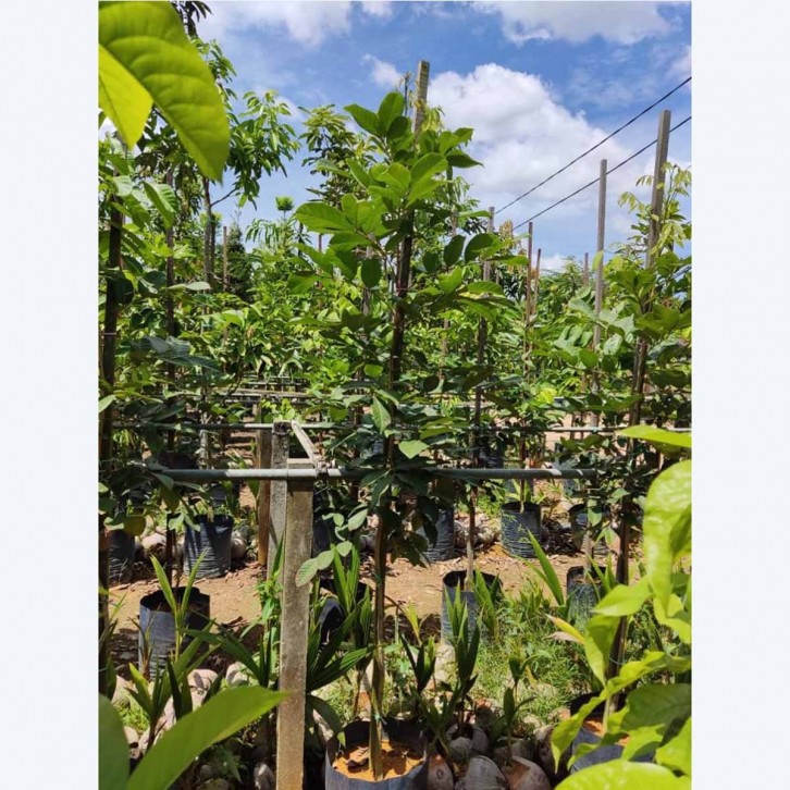 Rambutan (Nephelium lappaceum)