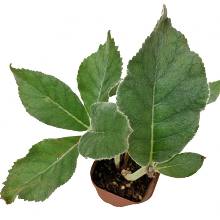 Sinningia Leucotricha 'Brazilian Edelweiss'