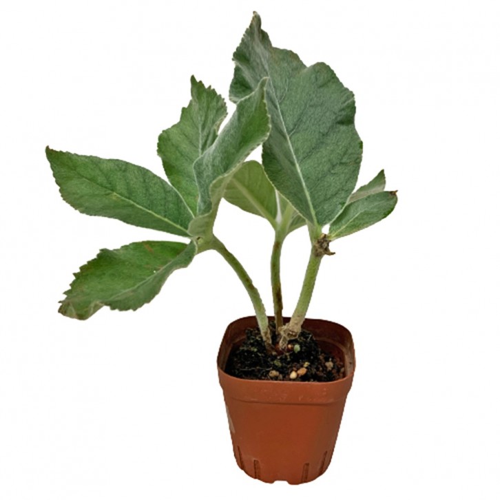 Sinningia Leucotricha 'Brazilian Edelweiss'