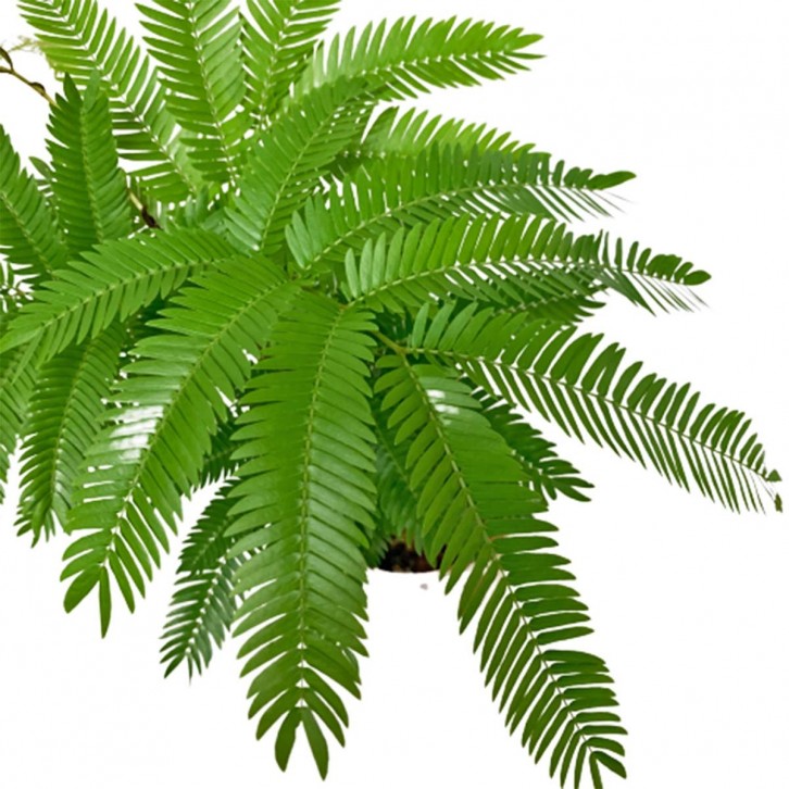 Everfresh Tree エバーフレッシュ (Pithecellobium Confertum) JAPAN