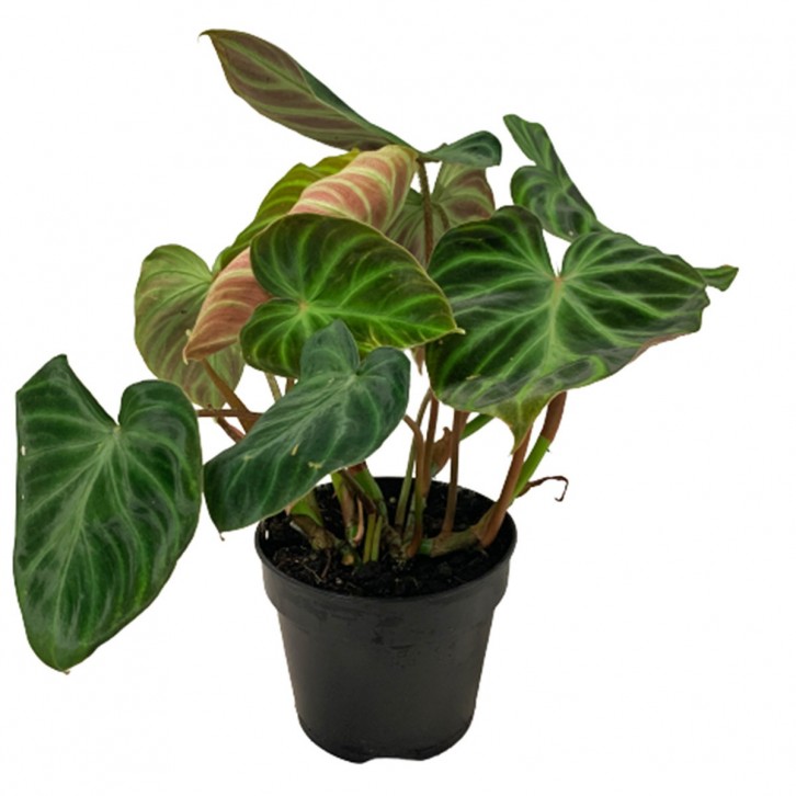 Philodendron Verrucosum 'incensi'