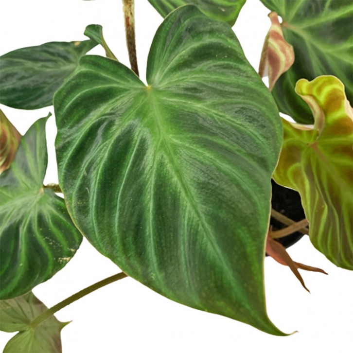 Philodendron Verrucosum 'incensi'