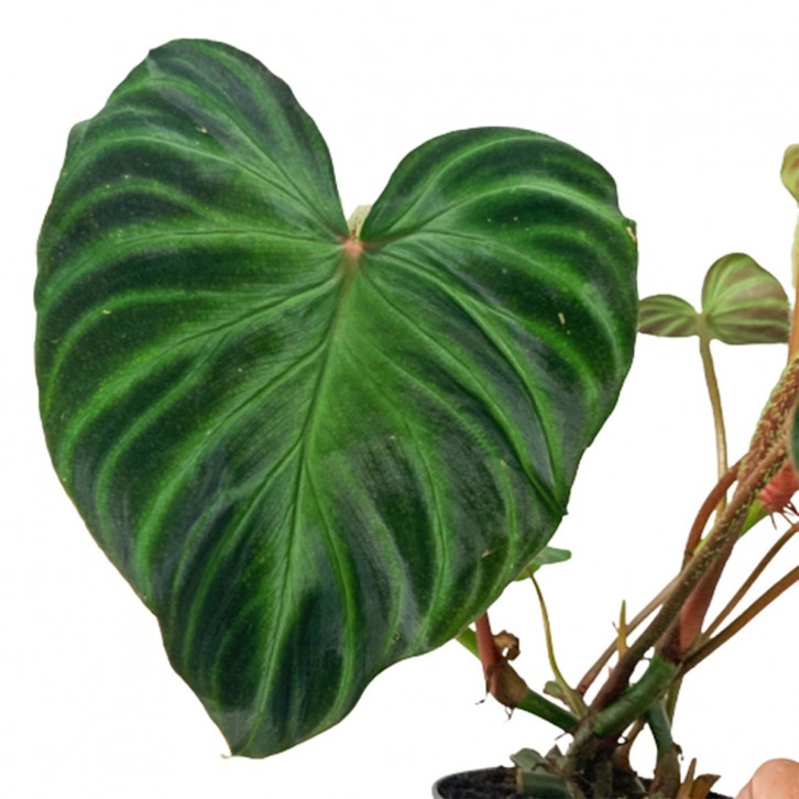 Philodendron Verrucosum 'incensi'