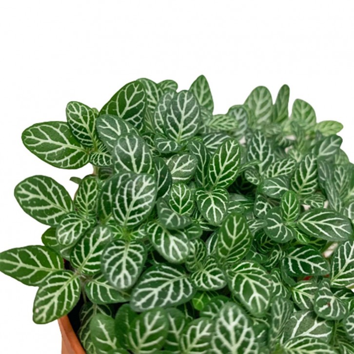 Fittonia Albivenis (Mosaic Plant)