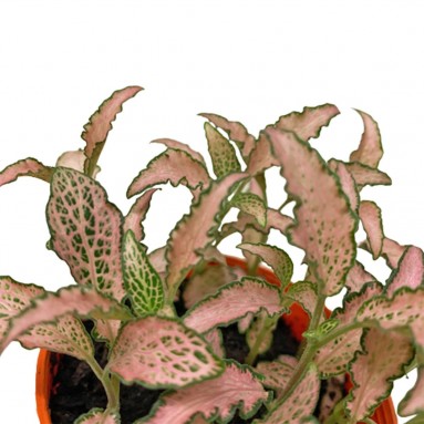 Fittonia Albivenis (Mosaic Plant)