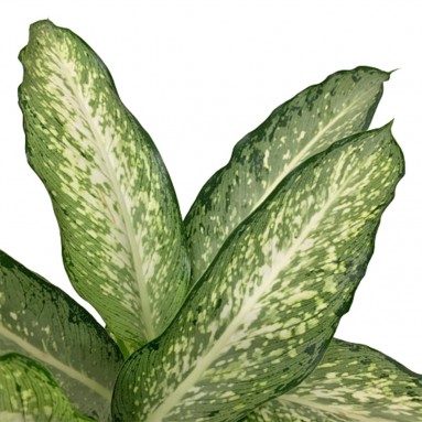 Dieffenbachia Silver (Dumbcane)