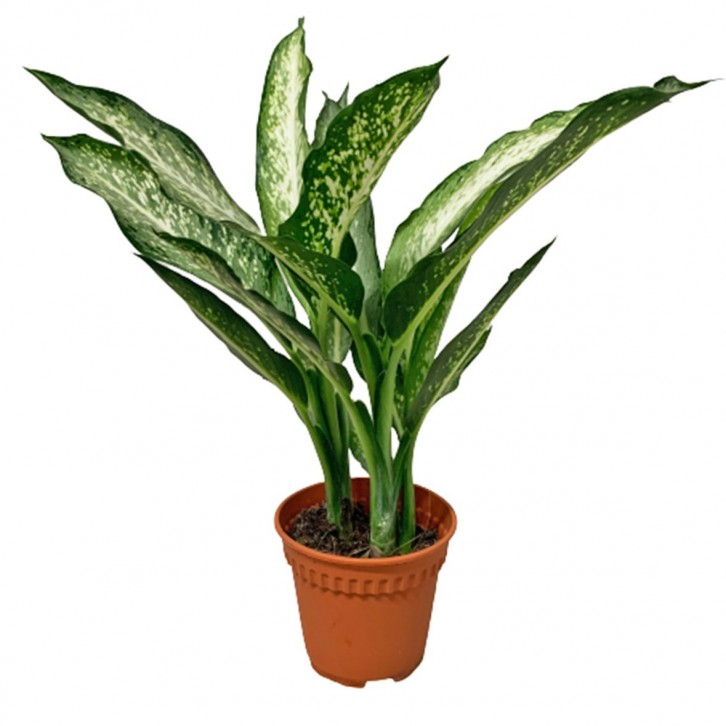 Dieffenbachia Silver (Dumbcane)