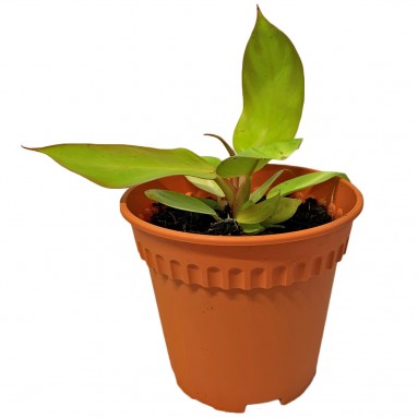 Philodendron Prince Of Orange