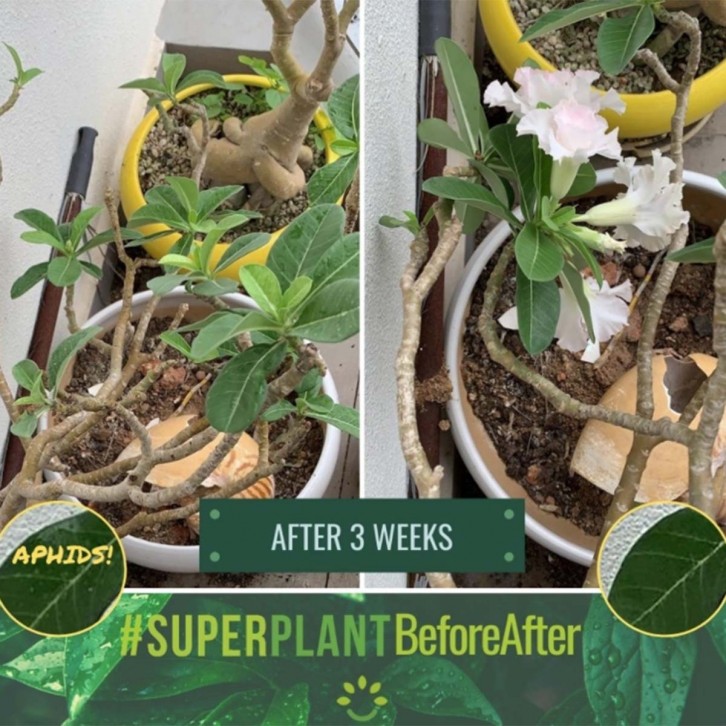 SUPERPLANT 5-in-1 Organic Plant Booster (Nature Hut)