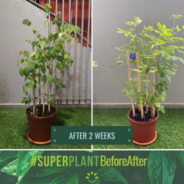 SUPERPLANT 5-in-1 Organic Plant Booster (Nature Hut)