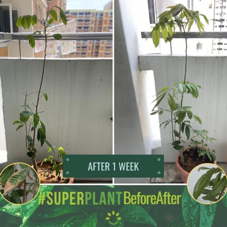 SUPERPLANT 5-in-1 Organic Plant Booster (Nature Hut)