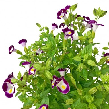 Wishbone Flower (Torenia Fournieri)