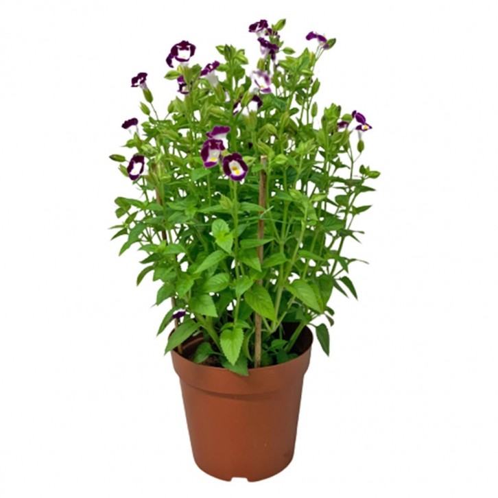 Wishbone Flower (Torenia Fournieri)