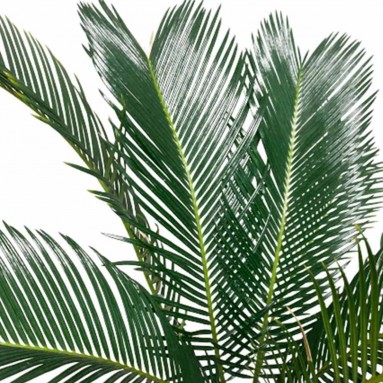 Sago Palm (Cycas Revoluta)