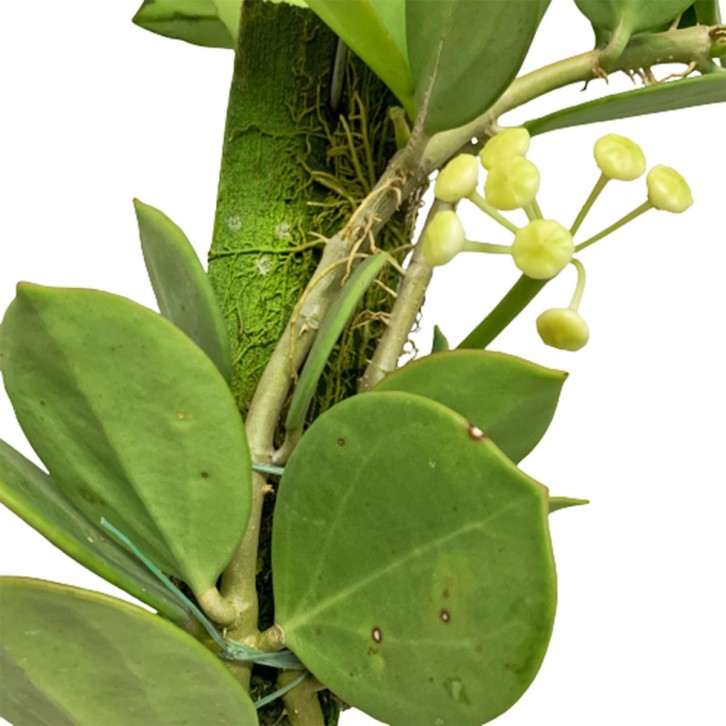 Hoya Pachyclada on Wood