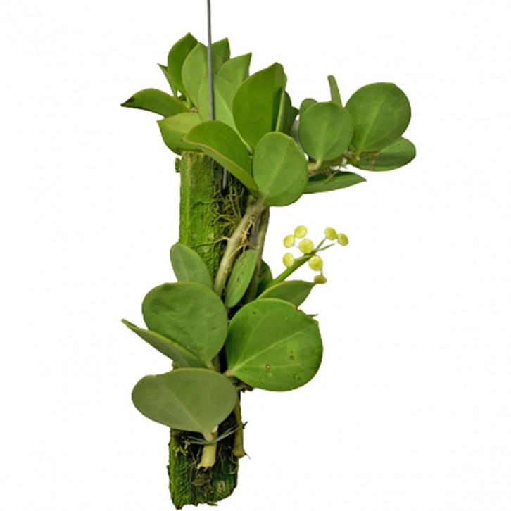 Hoya Pachyclada on Wood