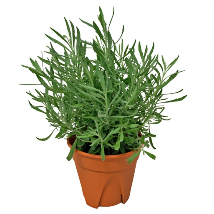 Lavender 薰衣草 (Lavandula)