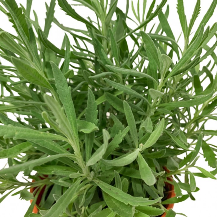 Lavender 薰衣草 (Lavandula)