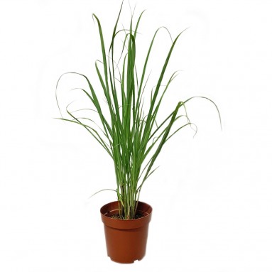Lemongrass 柠檬草 (Cymbopogon Citratus)
