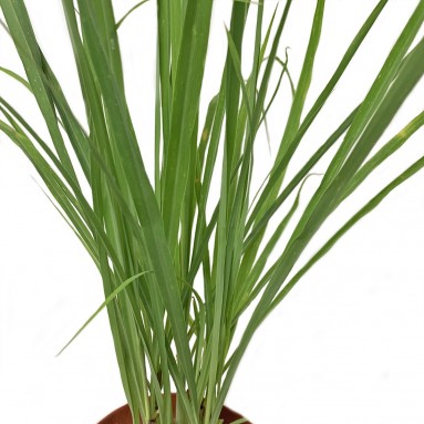 Lemongrass 柠檬草 (Cymbopogon Citratus)