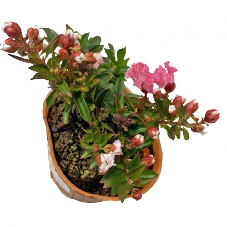 Lagerstroemia Bonsai (Crepe Myrtle)