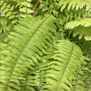 Golden Boston Fern (Nephrolepis Exaltata)
