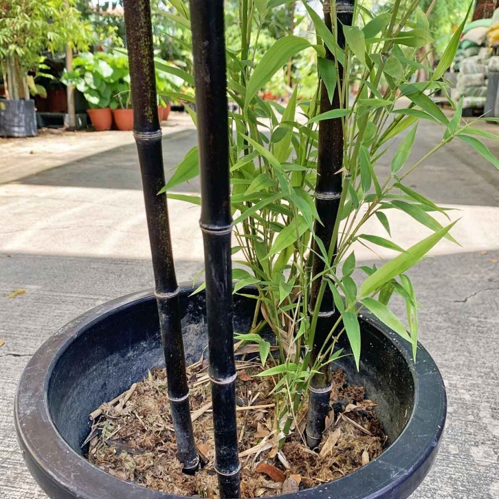 Black Bamboo (Phyllostachys Nigra)