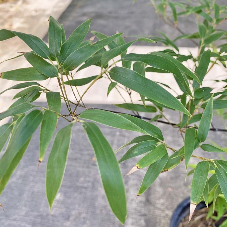 Black Bamboo (Phyllostachys Nigra)