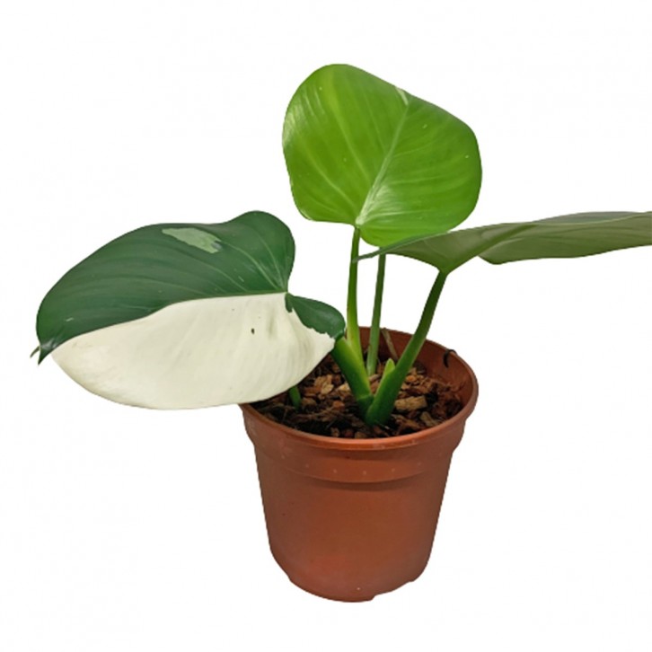 Philodendron White Wizard Half Moon