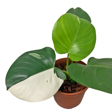 Philodendron White Wizard Half Moon