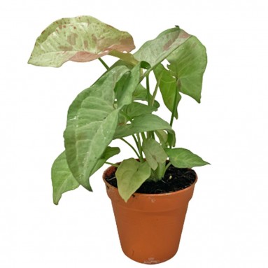 Syngonium Podophyllum 'Milk Confetti' (Arrowhead Plant)