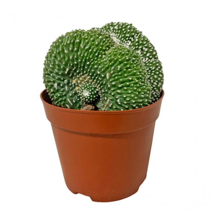 Brain Cactus (Cristata)