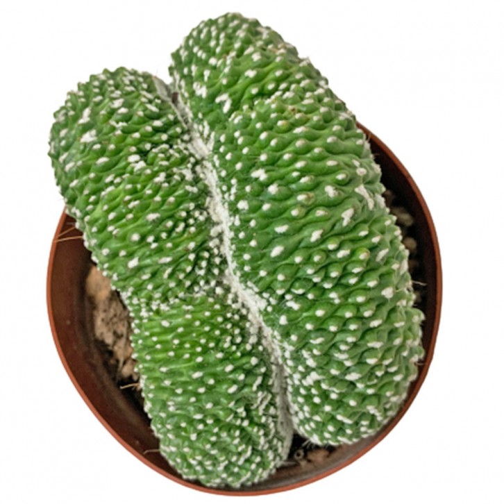 Brain Cactus (Cristata)