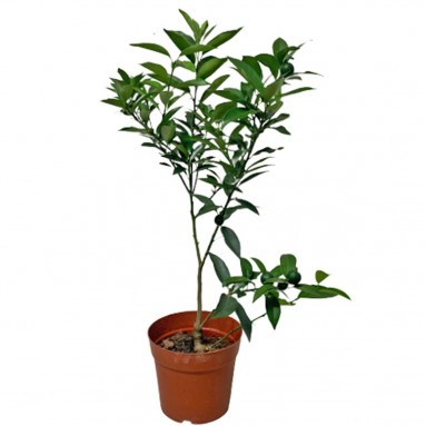 Fortunella Japonica 金柑 (KinKan)