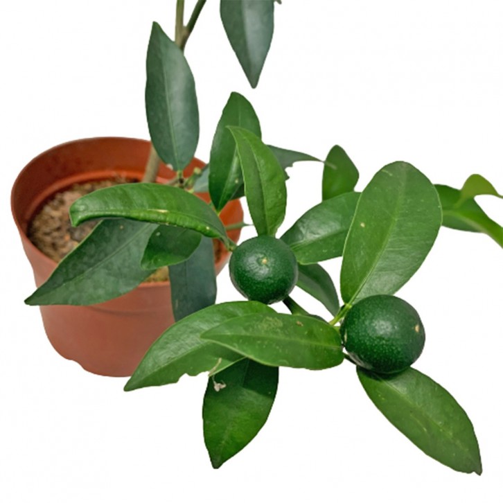 Fortunella Japonica 金柑 (KinKan)