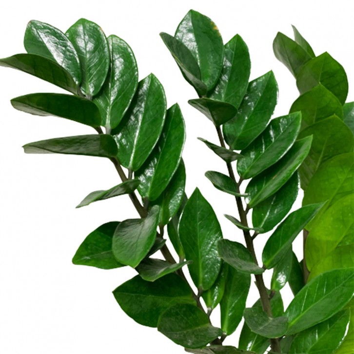 Zamioculcas Zamiifolia 金钱树 (Zanzibar Gem)