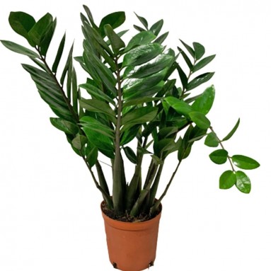 Zamioculcas Zamiifolia 金钱树 (Zanzibar Gem)