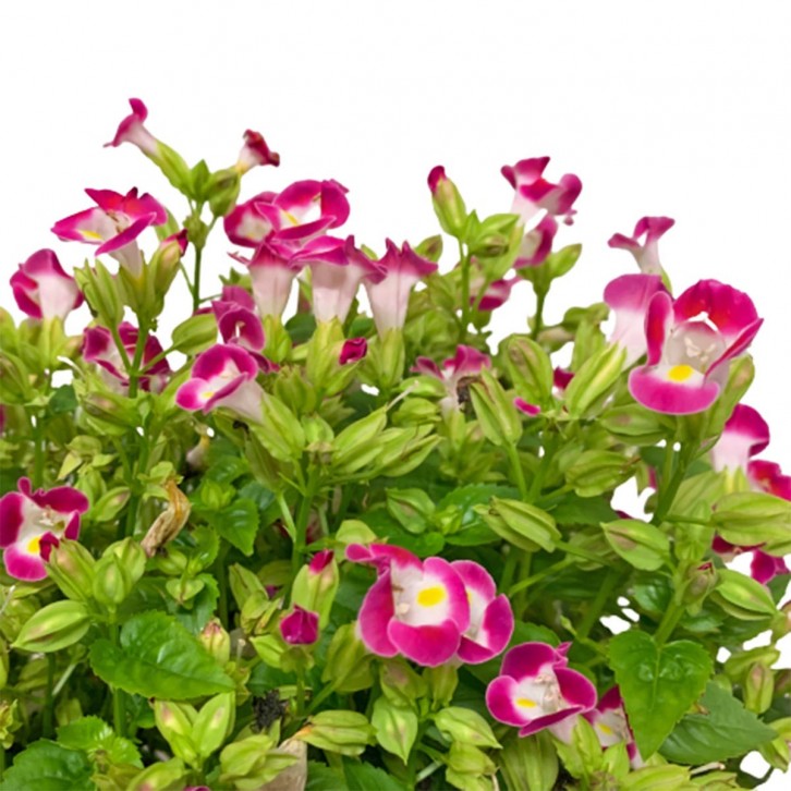 Wishbone Flower (Torenia Fournieri)