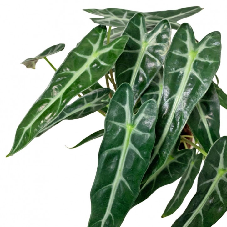 Alocasia Bambino Arrow