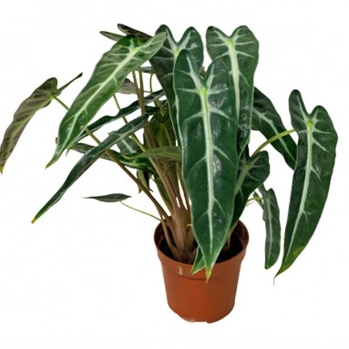 Alocasia Bambino Arrow