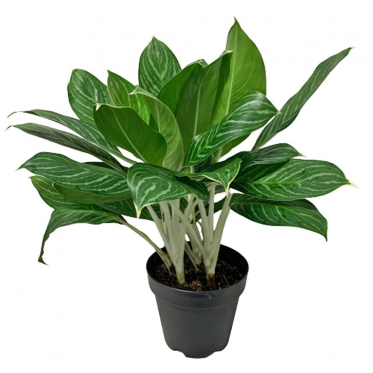 Aglaonema Mongkron Yoke