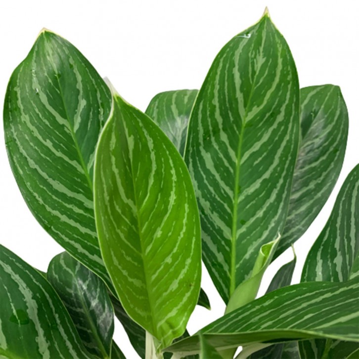 Aglaonema Mongkron Yoke