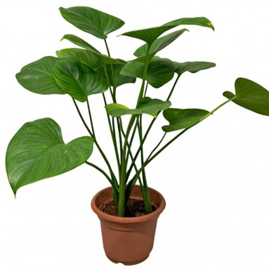 Homalomena Emerald Gem
