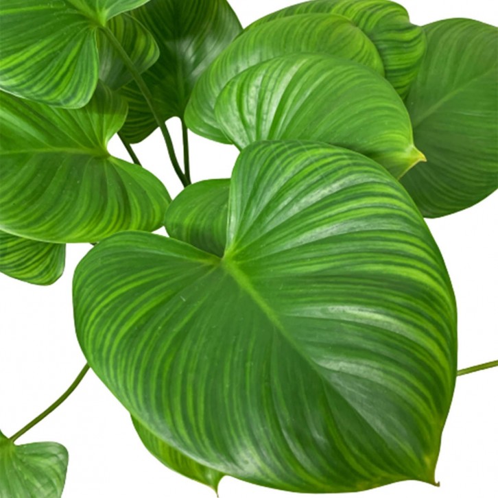 Homalomena Emerald Gem