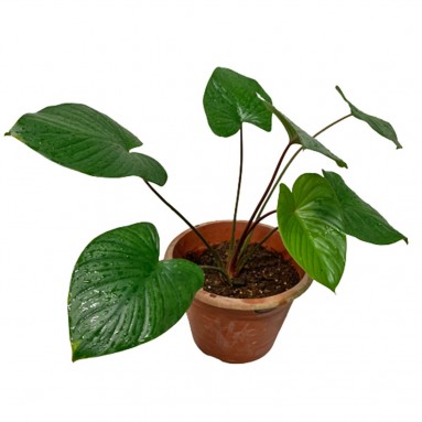Homalomena Rubescens (Queen of Hearts)