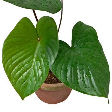 Homalomena Rubescens (Queen of Hearts)